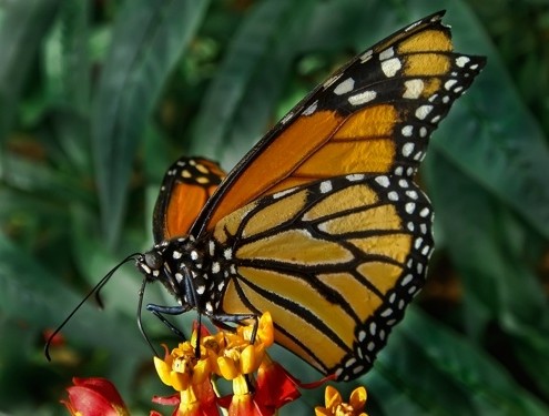 monarch_butterfly_large